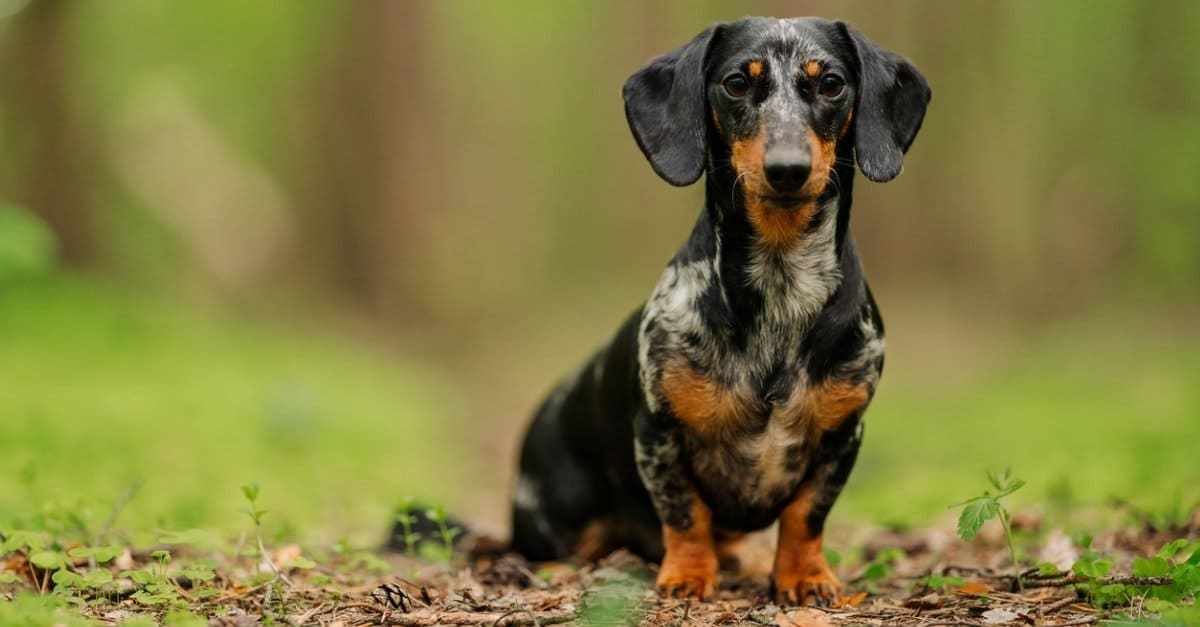 Dog Breeds